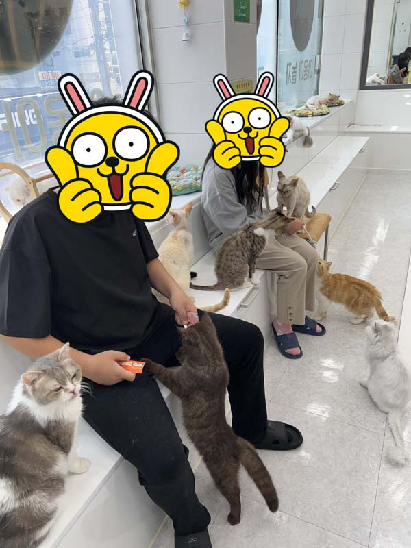 경주 당일치기 여행 고양이카페